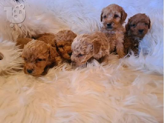 Κουτάβια Labradoodle